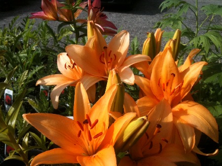 asiatic lilies,  Hardy perennials, alaskan perennials, eagle river perennials, anchorage perennials, hardy perennials, sun perennials, part sun perennials, shade perennials,