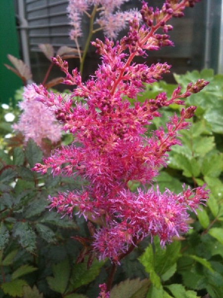 astilbe, Hardy perennials, alaskan perennials, eagle river perennials, anchorage perennials, hardy perennials, sun perennials, part sun perennials, shade perennials,