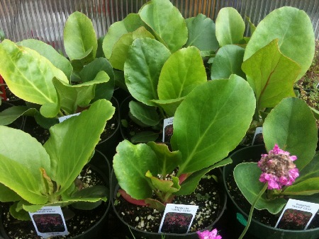 bergenia, Hardy perennials, alaskan perennials, eagle river perennials, anchorage perennials, hardy perennials, sun perennials, part sun perennials, shade perennials,