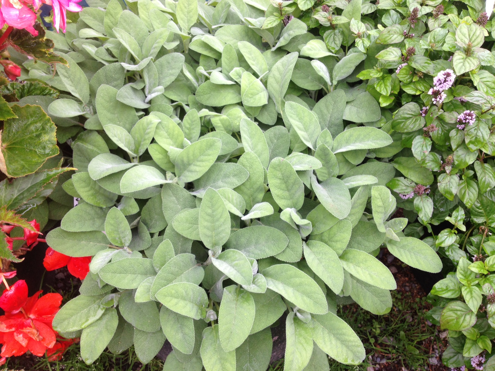 bergarten sage, sage, Herbs anchorage, eagle river herbs, hardy herbs, alaskan herbs