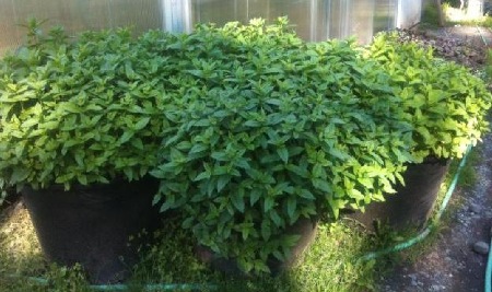 spearmint, alaskan spearmint, hardy spearmint, herbs