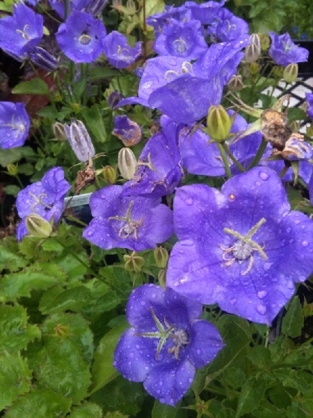 campanula, Hardy perennials, alaskan perennials, eagle river perennials, anchorage perennials, hardy perennials, sun perennials, part sun perennials, shade perennials,