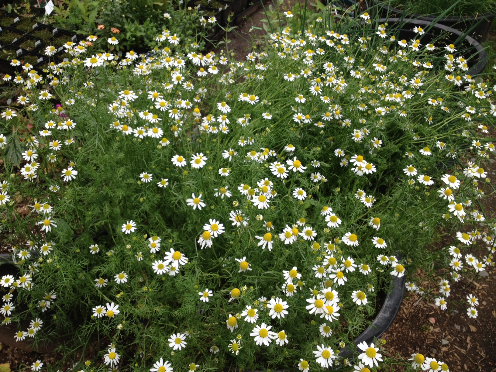 chamomile, anchorage herbs, alaskan herbs, anchorage chamomile