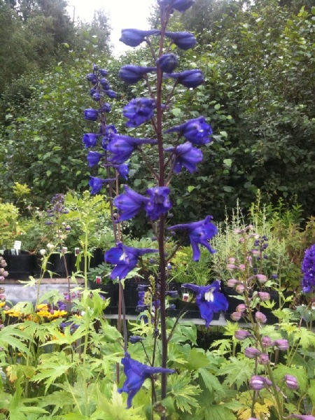 delphinium,  Hardy perennials, alaskan perennials, eagle river perennials, anchorage perennials, hardy perennials, sun perennials, part sun perennials, shade perennials,