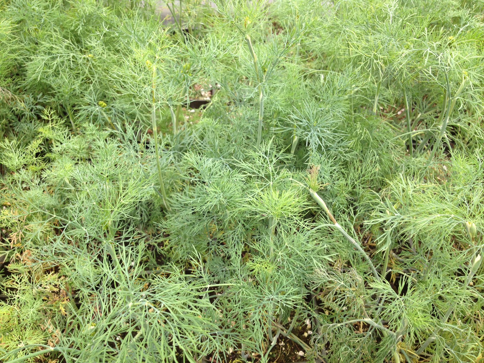 Dill, Herbs Anchorage, Eagle RIver Herbs, Alaskan Herbs, fernleaf dill