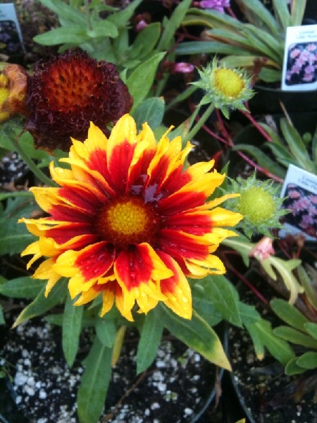 galiardia,  Hardy perennials, alaskan perennials, eagle river perennials, anchorage perennials, hardy perennials, sun perennials, part sun perennials, shade perennials,