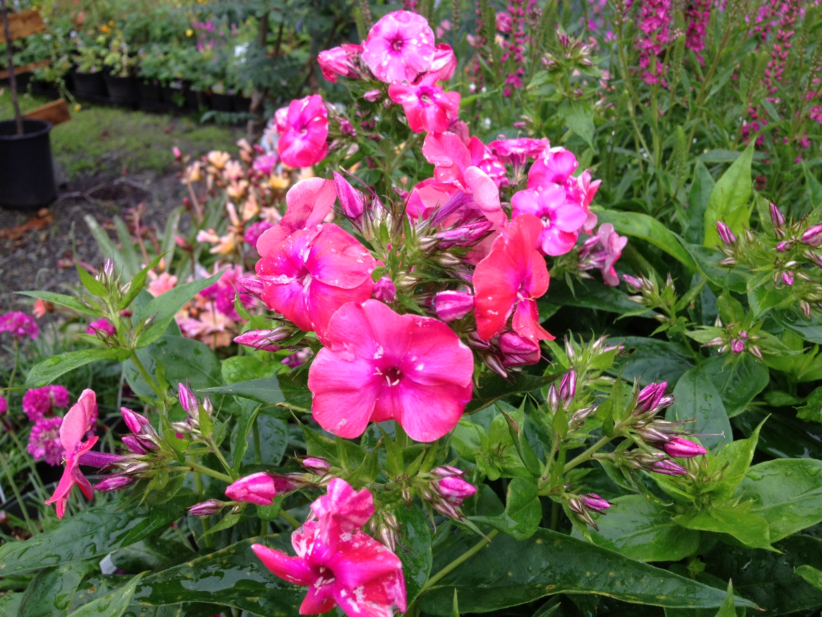 pink phlox, pink garden phlox, 