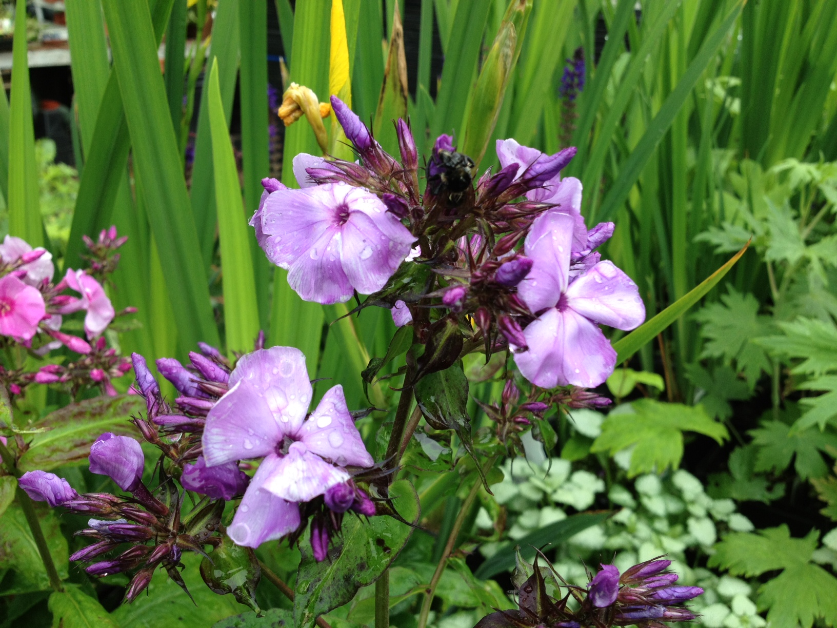 blue garden phlox, garden phlox,  Hardy perennials, alaskan perennials, eagle river perennials, anchorage perennials, hardy perennials, sun perennials, part sun perennials, shade perennials,