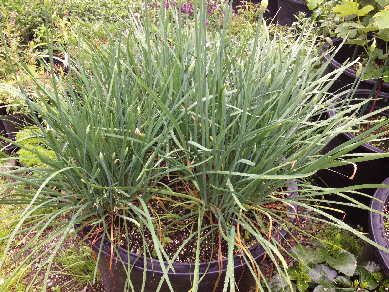 garlic chives, chives, Herbs anchorage, eagle river herbs, hardy herbs, alaskan herbs