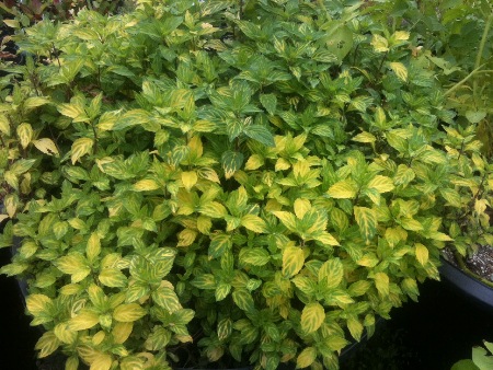 Emerald Gold Mint, Ginger Mint, hardy mint, anchorage herbs, alaskan herbs