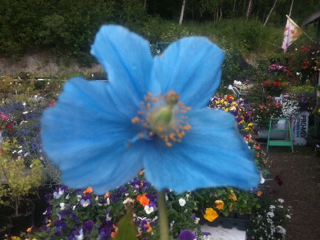 himalayan blue poppy,  Hardy perennials, alaskan perennials, eagle river perennials, anchorage perennials, hardy perennials, sun perennials, part sun perennials, shade perennials,