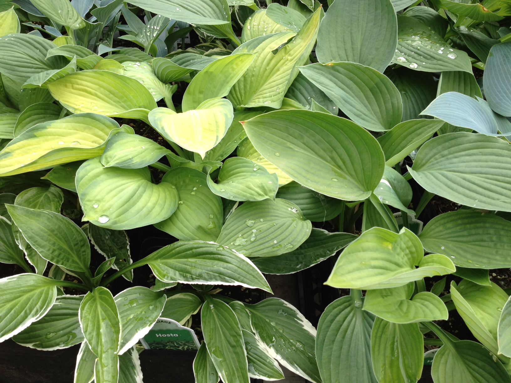 hosta,  Hardy perennials, alaskan perennials, eagle river perennials, anchorage perennials, hardy perennials, sun perennials, part sun perennials, shade perennials,