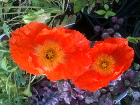 icelandic poppies,  Hardy perennials, alaskan perennials, eagle river perennials, anchorage perennials, hardy perennials, sun perennials, part sun perennials, shade perennials,