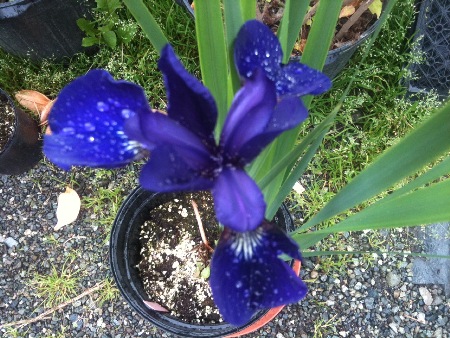 iris,  Hardy perennials, alaskan perennials, eagle river perennials, anchorage perennials, hardy perennials, sun perennials, part sun perennials, shade perennials,