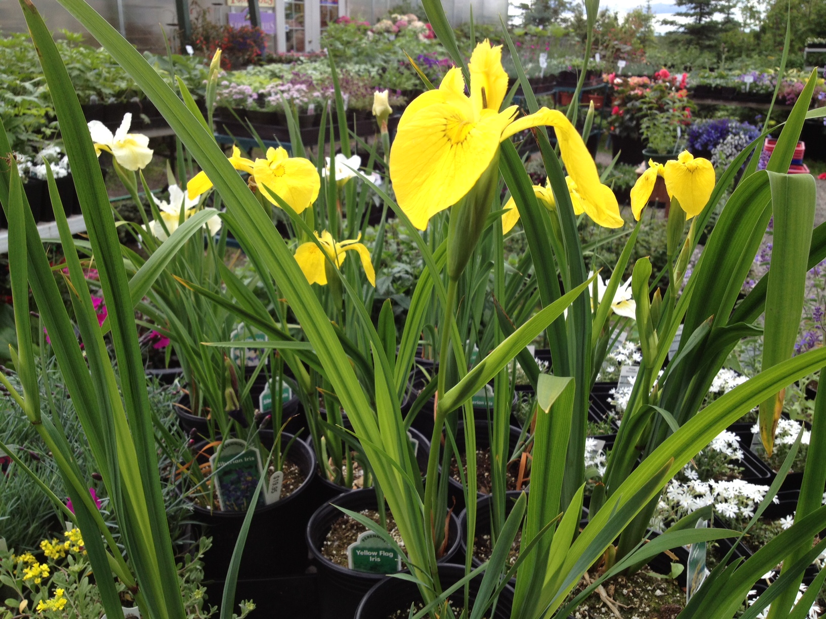 yellow flag iris, iris,  Hardy perennials, alaskan perennials, eagle river perennials, anchorage perennials, hardy perennials, sun perennials, part sun perennials, shade perennials,