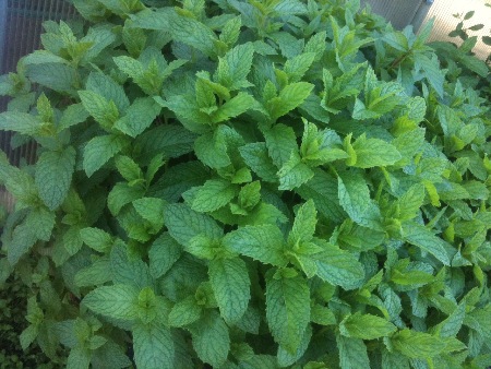 spearmint, alaska herbs, alaska spearmint, eagle river herbs, anchorage herbs