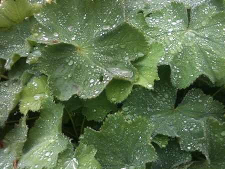 lady's mantle, alchemilla,  Hardy perennials, alaskan perennials, eagle river perennials, anchorage perennials, hardy perennials, sun perennials, part sun perennials, shade perennials,