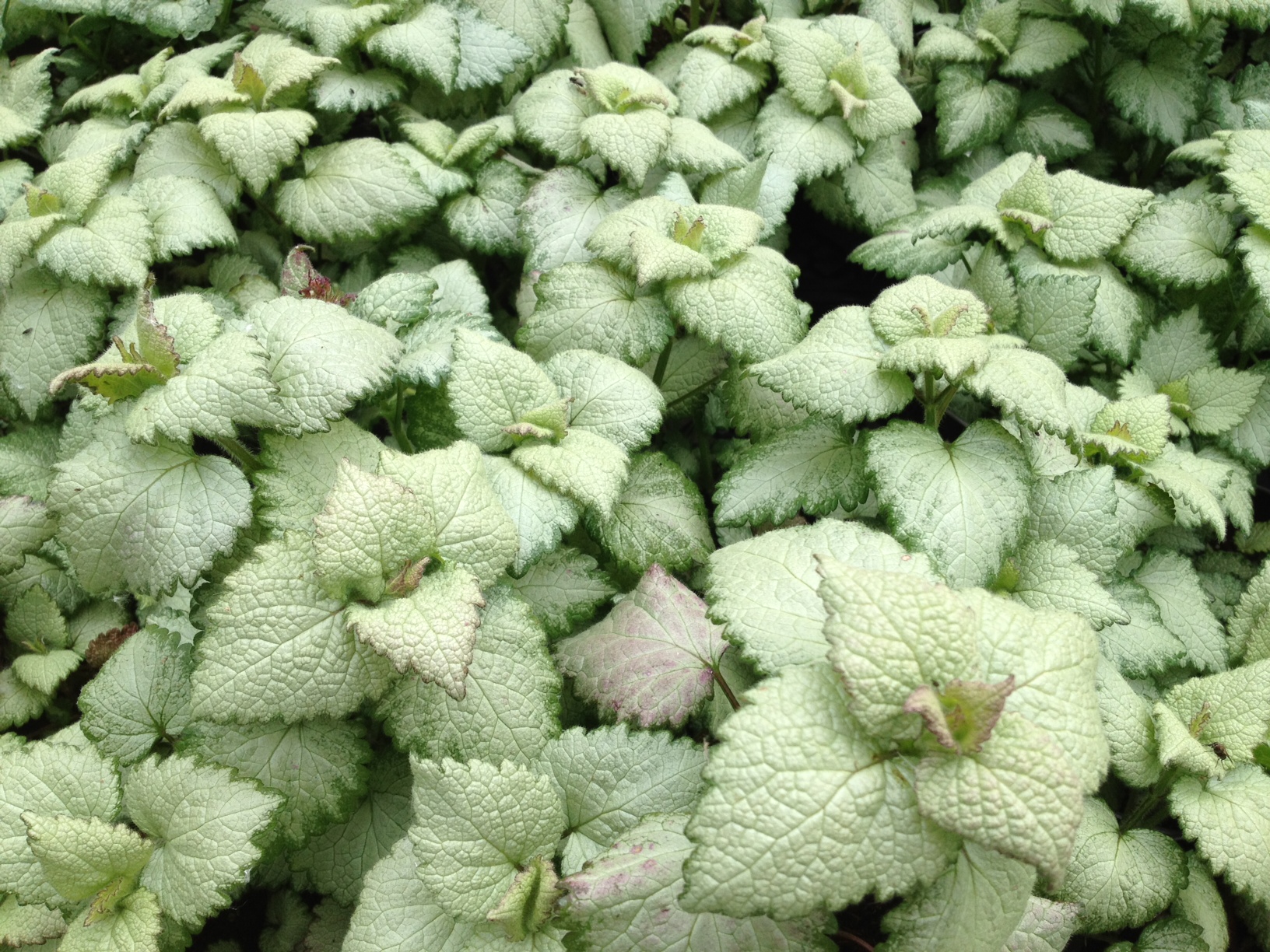 perennial lamium, lamium,  Hardy perennials, alaskan perennials, eagle river perennials, anchorage perennials, hardy perennials, sun perennials, part sun perennials, shade perennials,