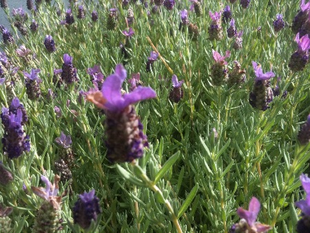 Lavender, Anchorage Herbs, Eagle River Herbs, Alaska Lavender