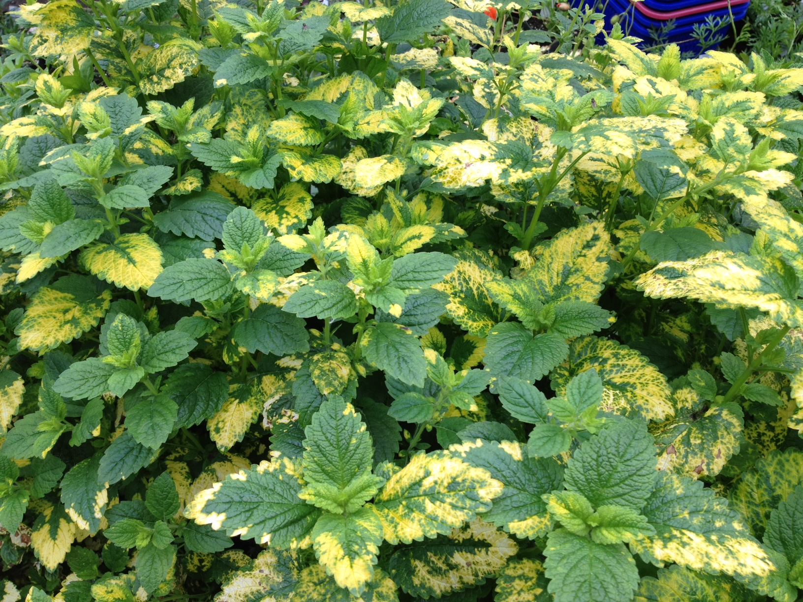 Lemon Balm, Herbs anchorage, eagle river herbs, hardy herbs, alaskan herbs