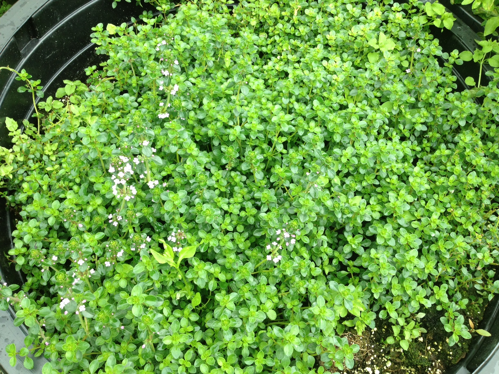 Lemon thyme, thyme, Herbs anchorage, eagle river herbs, hardy herbs, alaskan herbs