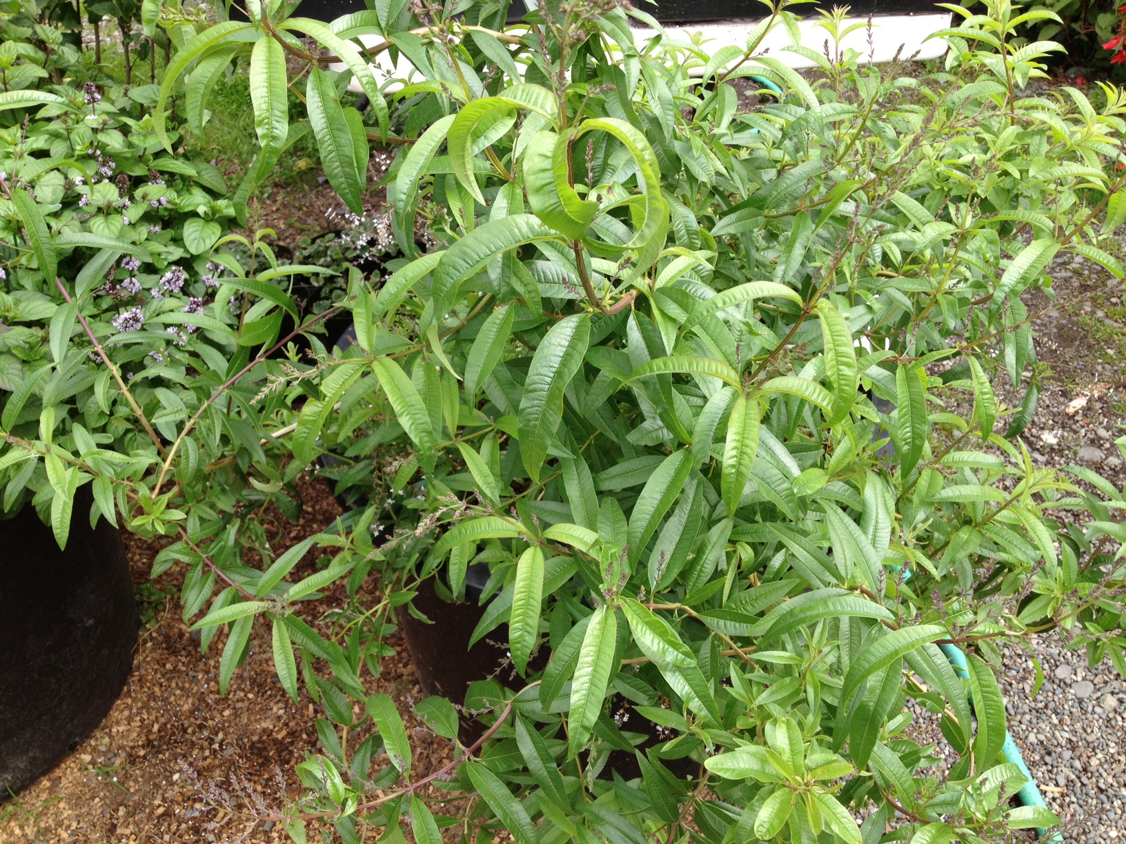 Lemon Verbena, Herbs anchorage, eagle river herbs, hardy herbs 