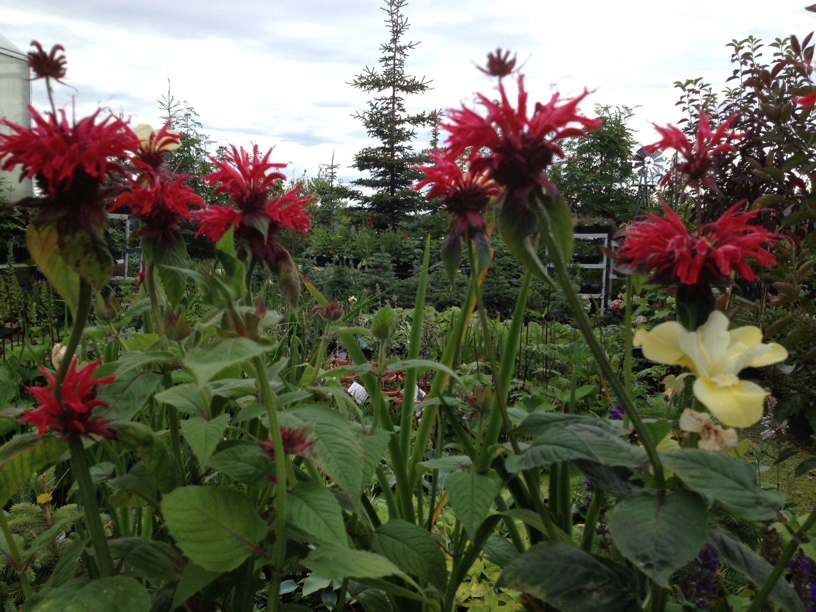 Gardenview Scarlet Monarda, bee balm, monarda,  Hardy perennials, alaskan perennials, eagle river perennials, anchorage perennials, hardy perennials, sun perennials, part sun perennials, shade perennials,