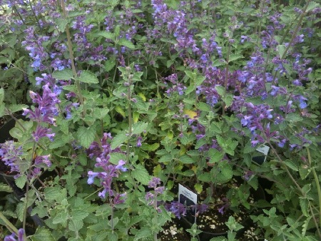 catmint, nepeta, walker's low,  Hardy perennials, alaskan perennials, eagle river perennials, anchorage perennials, hardy perennials, sun perennials, part sun perennials, shade perennials,