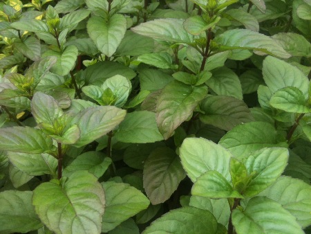 orange mint, alaskan herbs, eagle river herbs, mint, anchorage herbs 