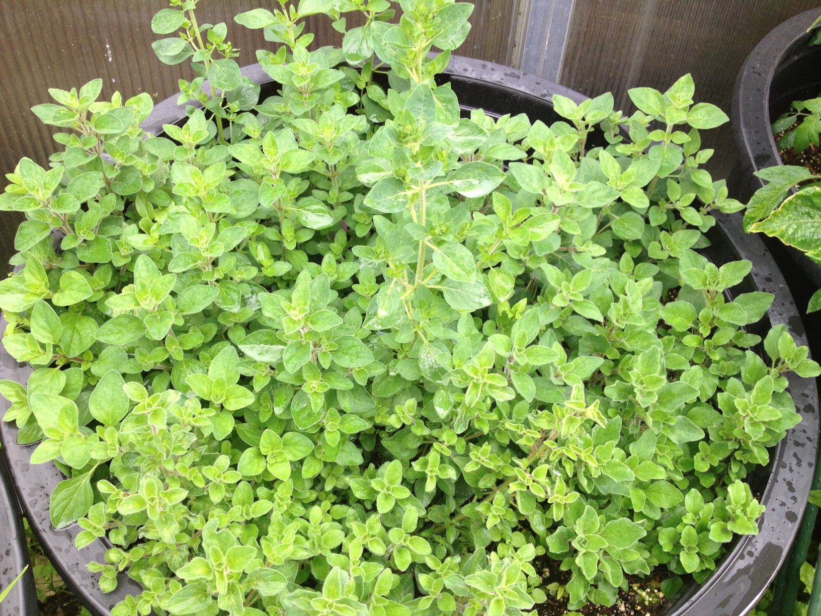 oregano, italian oregano, Herbs anchorage, eagle river herbs, hardy herbs, alaskan herbs