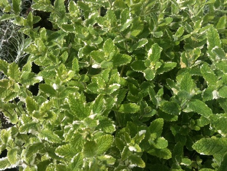 pineapple mint, alaska herbs, alaskan mint, anchorage mint