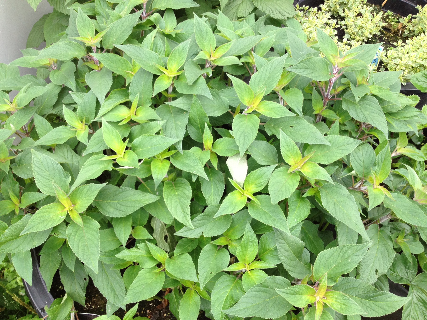 pineapple sage, Herbs anchorage, eagle river herbs, hardy herbs, alaskan herbs