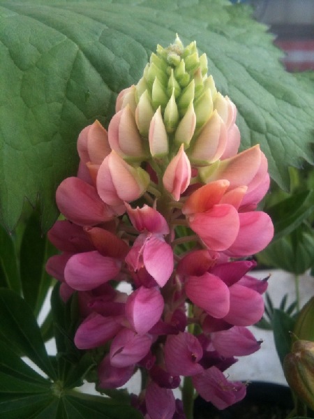 lupin, lupinus, lupine,  Hardy perennials, alaskan perennials, eagle river perennials, anchorage perennials, hardy perennials, sun perennials, part sun perennials, shade perennials,