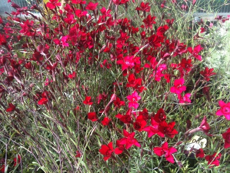 dianthus, perennial dianthus,  Hardy perennials, alaskan perennials, eagle river perennials, anchorage perennials, hardy perennials, sun perennials, part sun perennials, shade perennials,