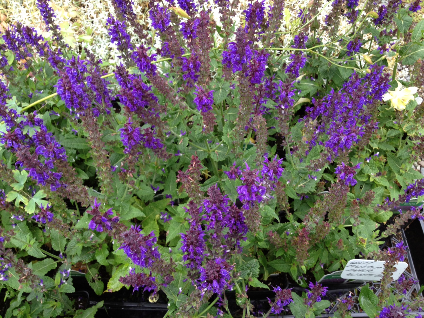 salvia nemorosa, salvia,  Hardy perennials, alaskan perennials, eagle river perennials, anchorage perennials, hardy perennials, sun perennials, part sun perennials, shade perennials,