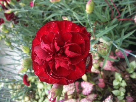 red dianthus,  Hardy perennials, alaskan perennials, eagle river perennials, anchorage perennials, hardy perennials, sun perennials, part sun perennials, shade perennials,