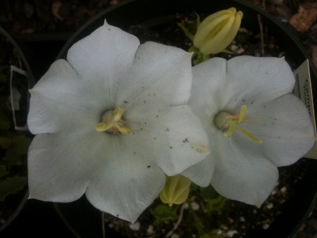 white campanula, campanula, Hardy perennials, alaskan perennials, eagle river perennials, anchorage perennials, hardy perennials, sun perennials, part sun perennials, shade perennials,