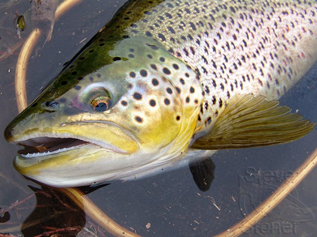 Lake Trout Teeth