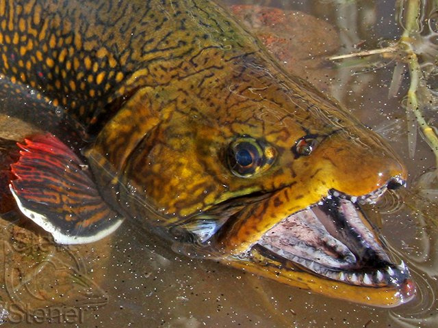 Hybrid Trout