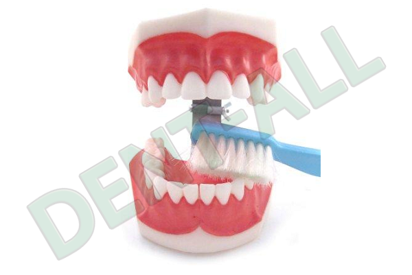 Dental Model with Toothbrush