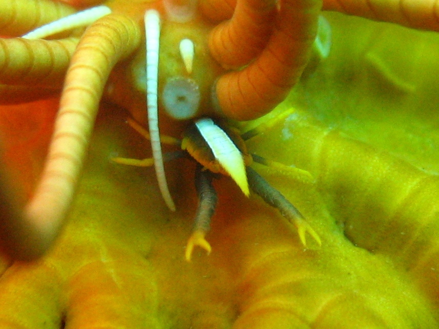 Elegant squat lobster