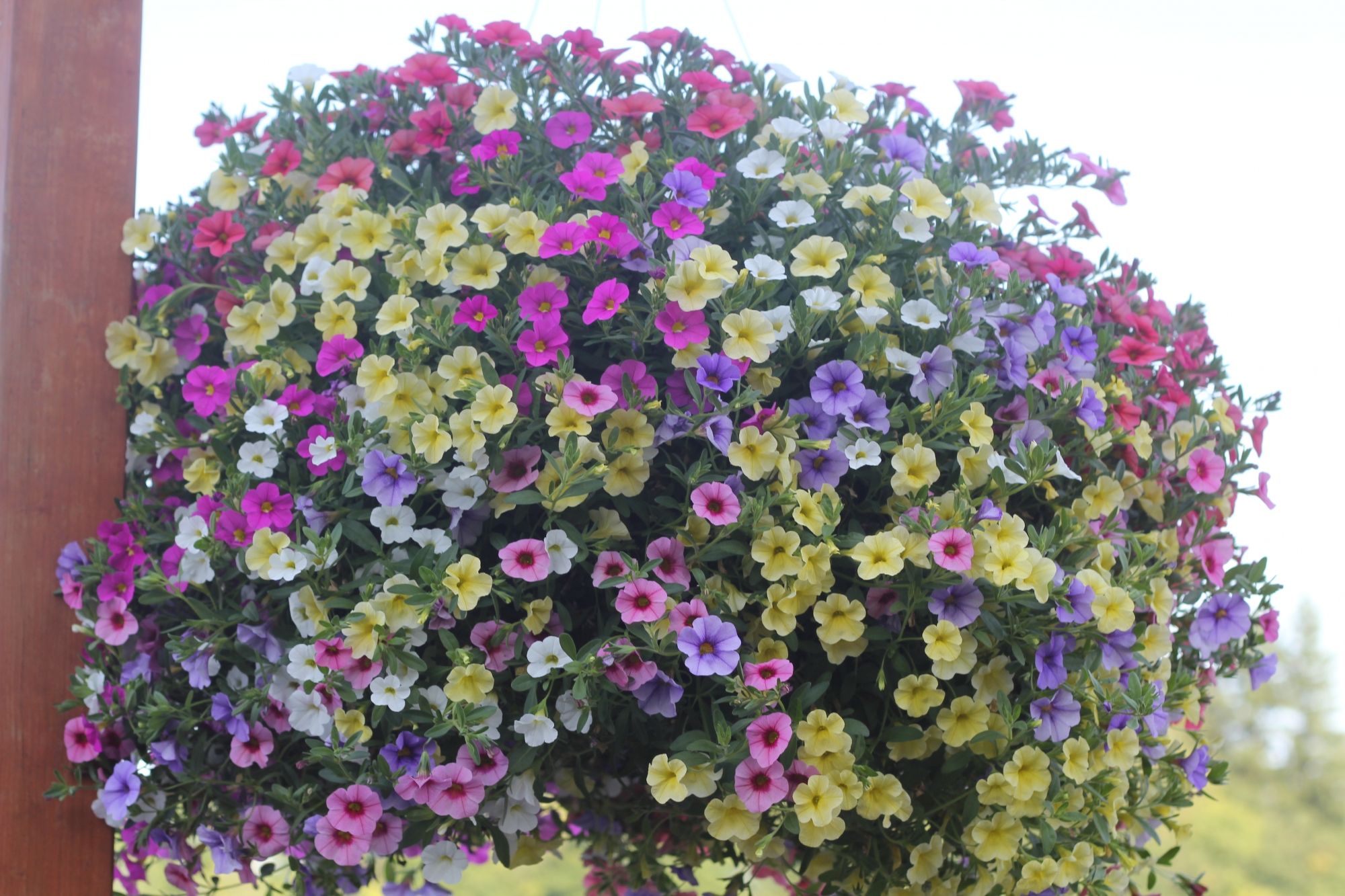 Hanging Baskets