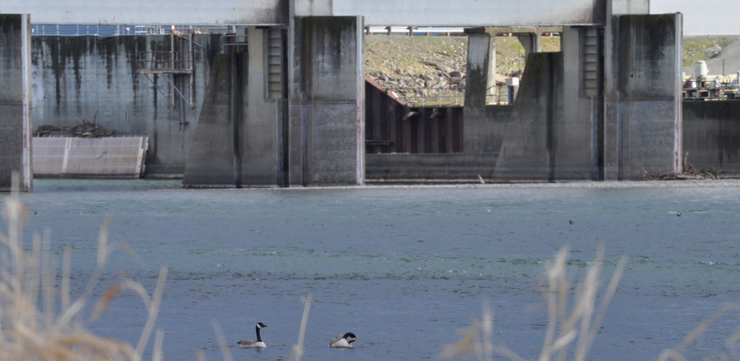 Red Bluff Diversion Dam