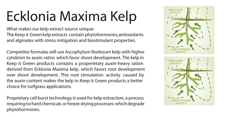 Info about Ecklonia Maxima Kelp