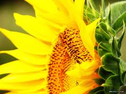 Sunflower Head