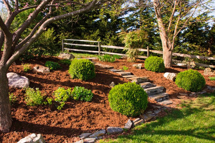 Landscape installation of hill with boxwoods, small retaining wall, and stone steps