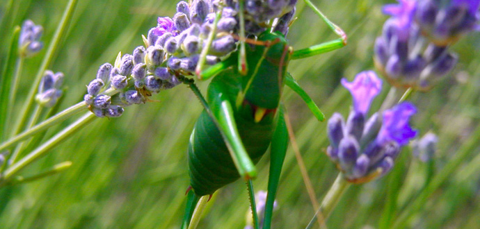 Lavender and grasshoper