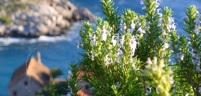 Rosemary, Dubovica bay