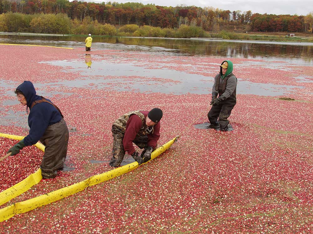 to Stone Lake Cranberry Festival Website!