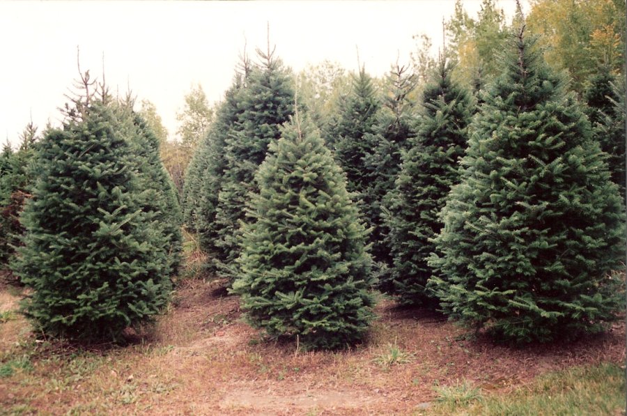 Ottman Family Christmas Trees